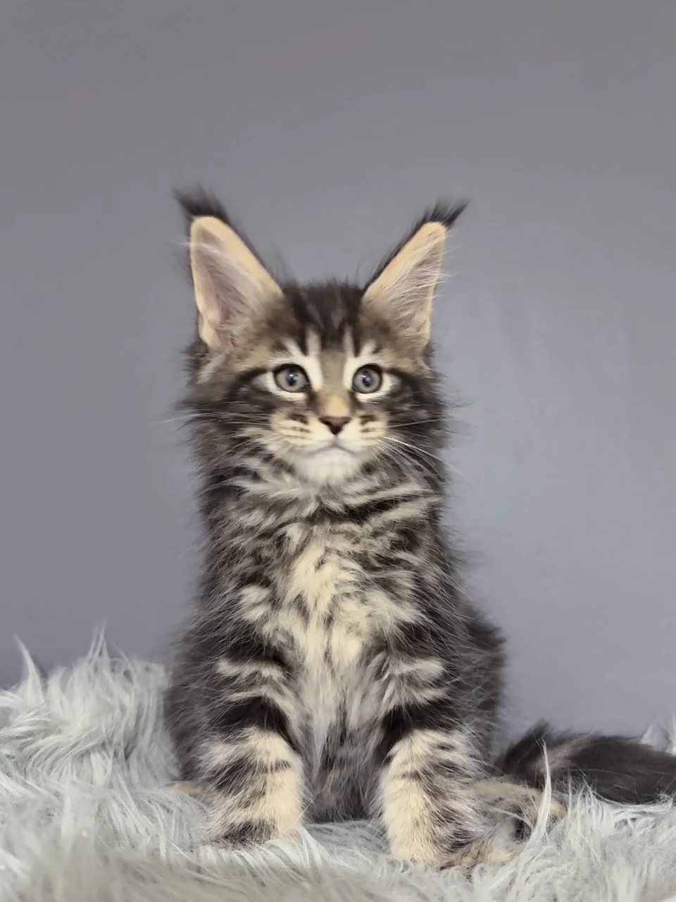 棕虎弟弟|虎斑纹路清晰 毛量丰厚 性格黏人温顺 品相周正 眼大灵动 健康